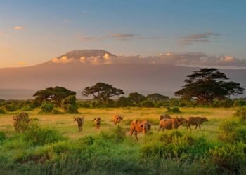 The best way to Plan a Finances Safari in Tanzania