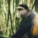 Golden Monkey and Chimpanzee Trekking in Uganda