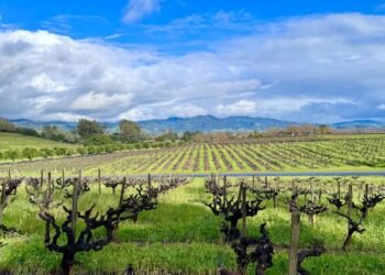 Northern California Wineries You Can Discuss with