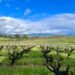 Northern California Wineries You Can Discuss with