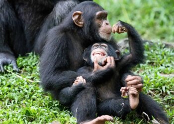 A Information to Visiting Kibale Wooded area Nationwide Park