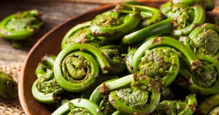 12 Fiddlehead Recipes to Have a good time Spring
