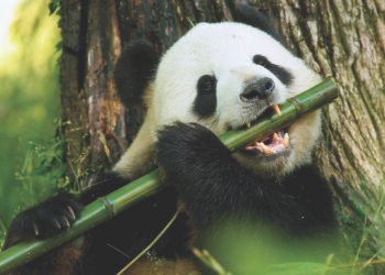 Travelsphere and Simply You to supply 2025 excursions to China