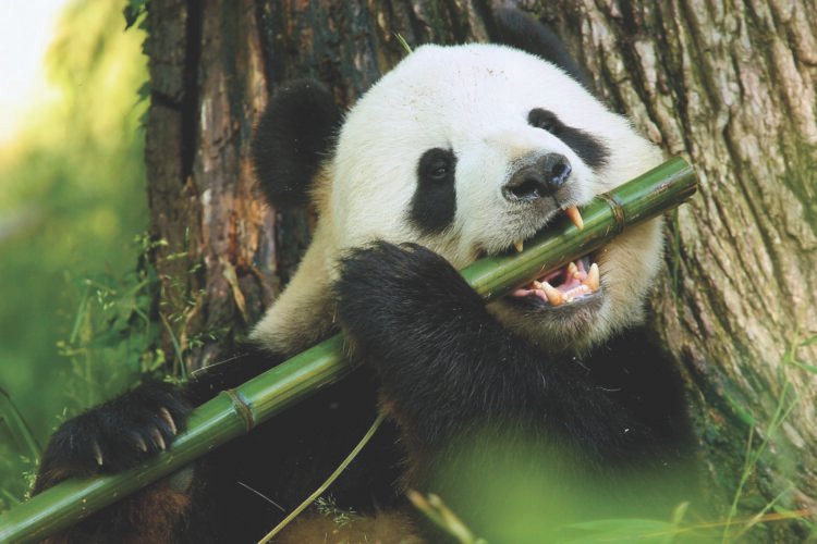 Travelsphere and Simply You to supply 2025 excursions to China