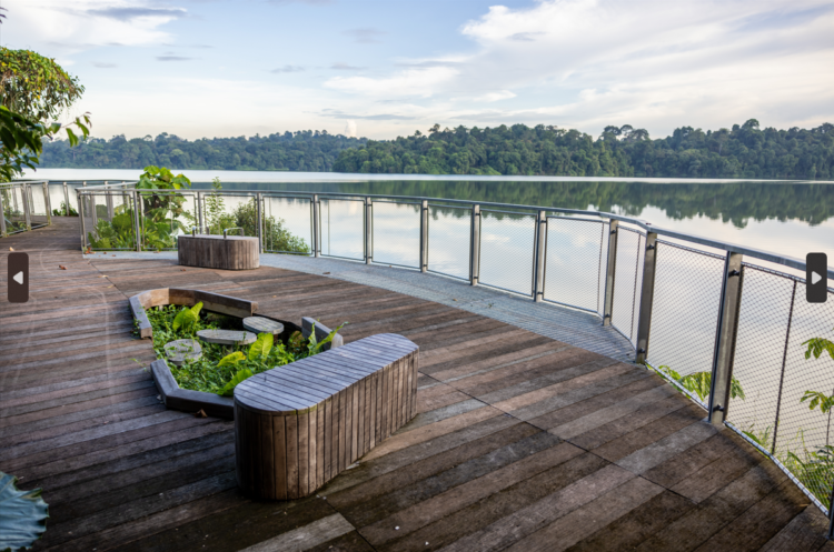 Names and identities unveiled for Singapore’s new choices on the Mandai Flora and fauna Reserve 