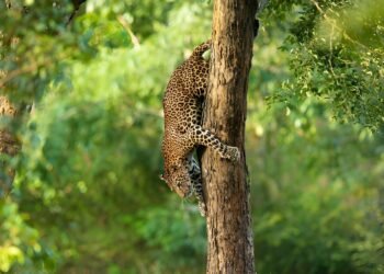The best way to See Leopards in Sri Lanka within the Wild