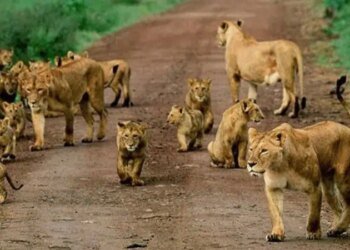 Issues to Do in Queen Elizabeth Nationwide Park