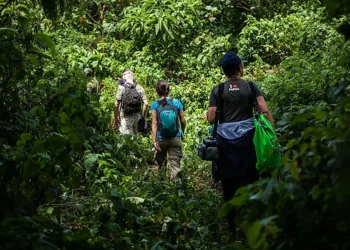 A Information to Mountaineering the Rwenzori Mountains