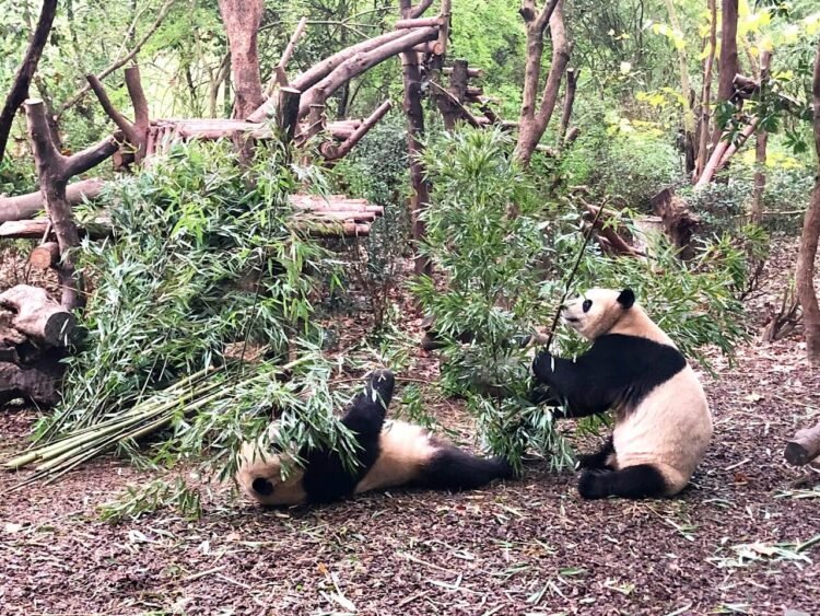 Visiting the Chengdu Analysis Base of Massive Panda Breeding