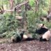 Visiting the Chengdu Analysis Base of Massive Panda Breeding