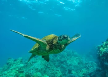 15 Attention-grabbing A laugh Details About Hawaii You Will Love