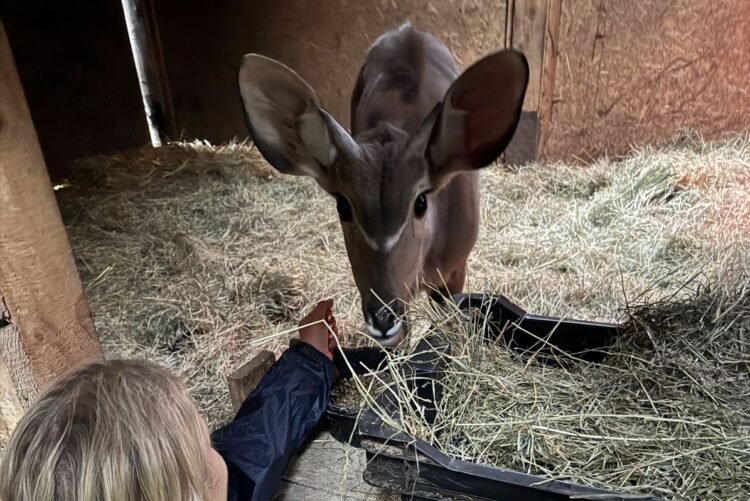 ACS arranges constitution for Linus, the larger kudu