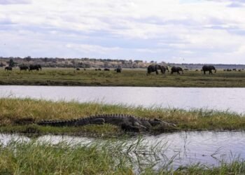 A Exciting Day Commute to Chobe Nationwide Park, Botswana