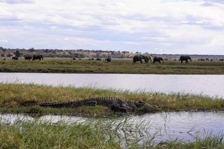 A Exciting Day Commute to Chobe Nationwide Park, Botswana