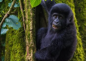 The right way to Cross Gorilla Trekking in Mgahinga Nationwide Park