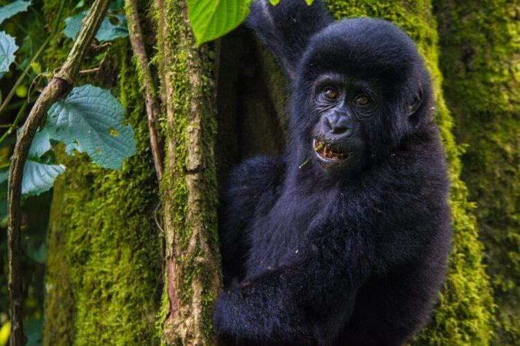 The right way to Cross Gorilla Trekking in Mgahinga Nationwide Park