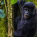 The right way to Cross Gorilla Trekking in Mgahinga Nationwide Park