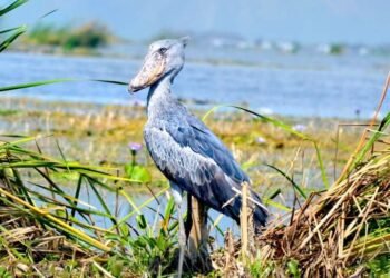 Actions in Semuliki Nationwide Park