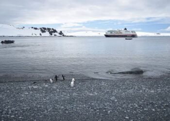 Most sensible Puts To Consult with To See Penguins In Their Herbal Habitat