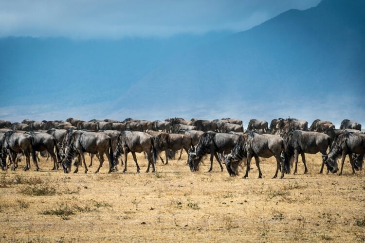 Wildebeest Migration in East Africa, What You Want To Know