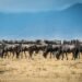 Wildebeest Migration in East Africa, What You Want To Know