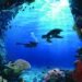 Philippines named absolute best diving vacation spot at 2024 Diving Hotel Shuttle Display