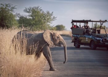 Best Pointers for Reserving an African Safari With An Agent