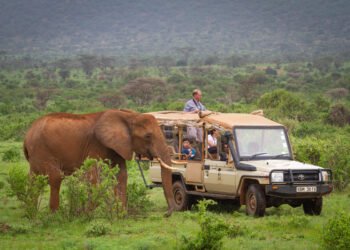 Making plans a Safari in Africa