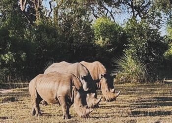 Uncover the Rhinos of Mosi-oa-Tunya Nationwide Park