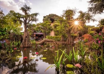 Disney International’s Sluggish Summer season Winds Down