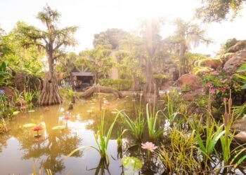 Perfect Time-Saving Methods for Disney International