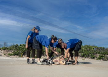 SeaWorld® Yas Island, Abu Dhabi and the Yas SeaWorld Analysis & Rescue Middle earn AZA Accreditation