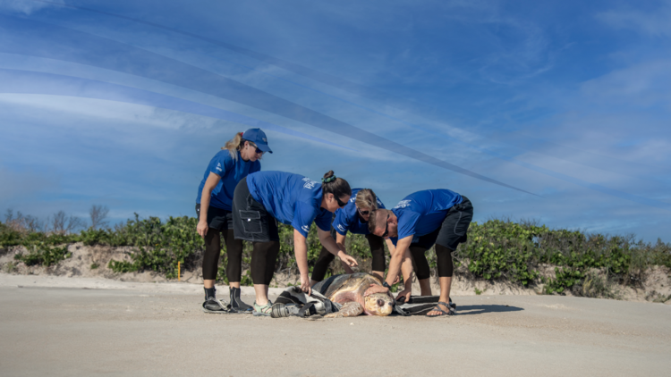 SeaWorld® Yas Island, Abu Dhabi and the Yas SeaWorld Analysis & Rescue Middle earn AZA Accreditation