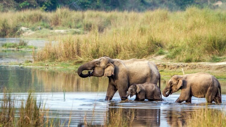 Volunteer with Elephants in Nepal: A Volunteer’s Point of view