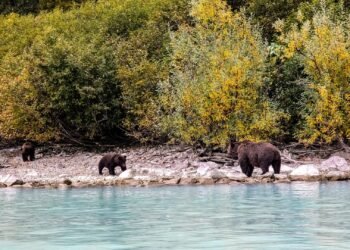 Leap Over Impressive Landscapes: Your Information to Undergo Viewing in Alaska