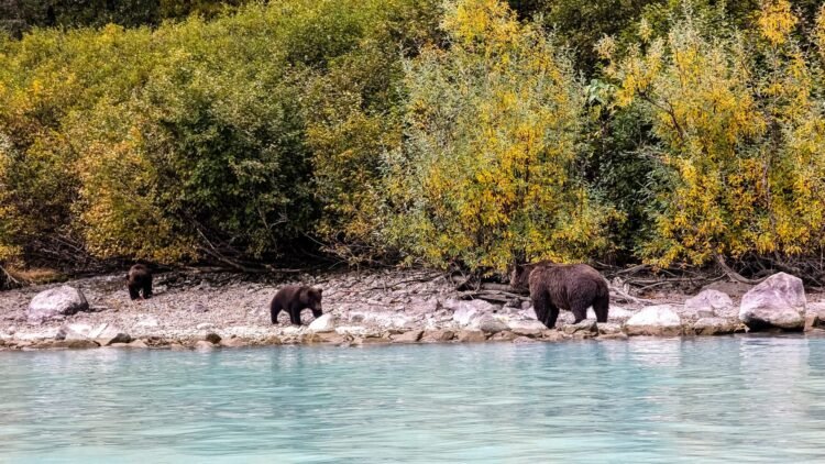 Leap Over Impressive Landscapes: Your Information to Undergo Viewing in Alaska