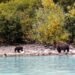 Leap Over Impressive Landscapes: Your Information to Undergo Viewing in Alaska