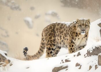 Monitoring Snow Leopards in Nepal: A Entire Information