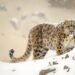 Monitoring Snow Leopards in Nepal: A Entire Information