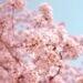Why Trip To South Korea All the way through Cherry Blossom Season?