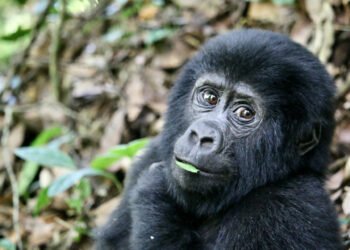 Gorilla Trekking Must be on Your Bucket Listing