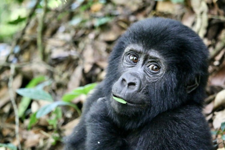 Gorilla Trekking Must be on Your Bucket Listing