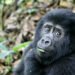 Gorilla Trekking Must be on Your Bucket Listing