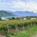Italy’s Hidden Gem Is a Wine Lover’s Paradise