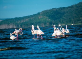 A Information to Visiting Lake Nakuru Nationwide Park in Kenya
