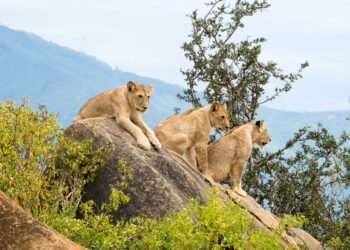 A Information to Visiting Tsavo Nationwide Park in Kenya
