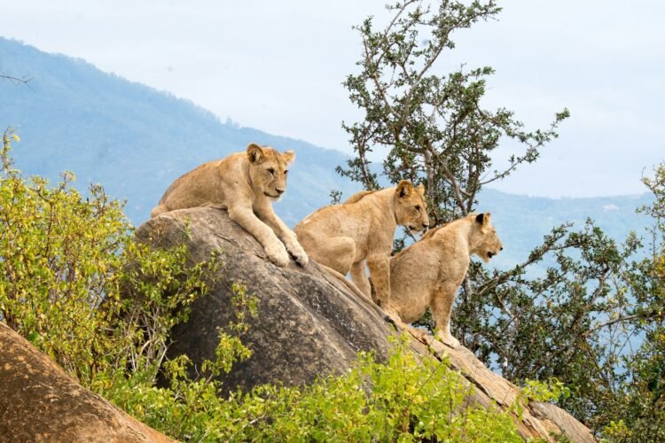 A Information to Visiting Tsavo Nationwide Park in Kenya