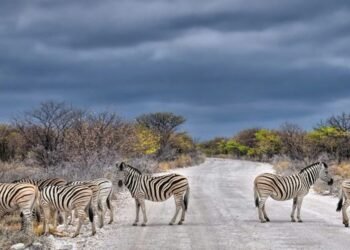 How Africa’s on-line shuttle ecosystem is growing regardless of large hurdles