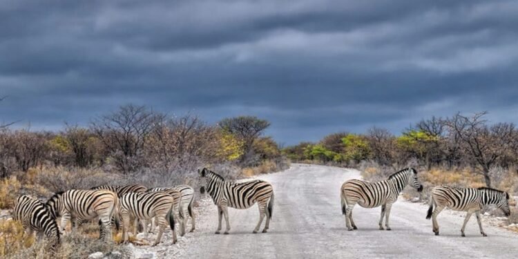 How Africa’s on-line shuttle ecosystem is growing regardless of large hurdles