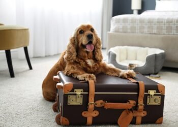 HotelPlanner acquires platform for locating pet-friendly lodging